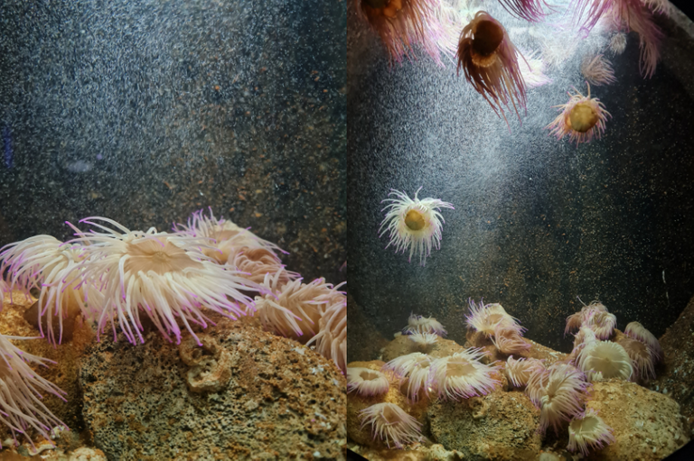 ANIMALS2.png