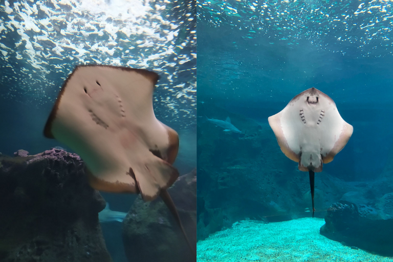ANIMALS4.png