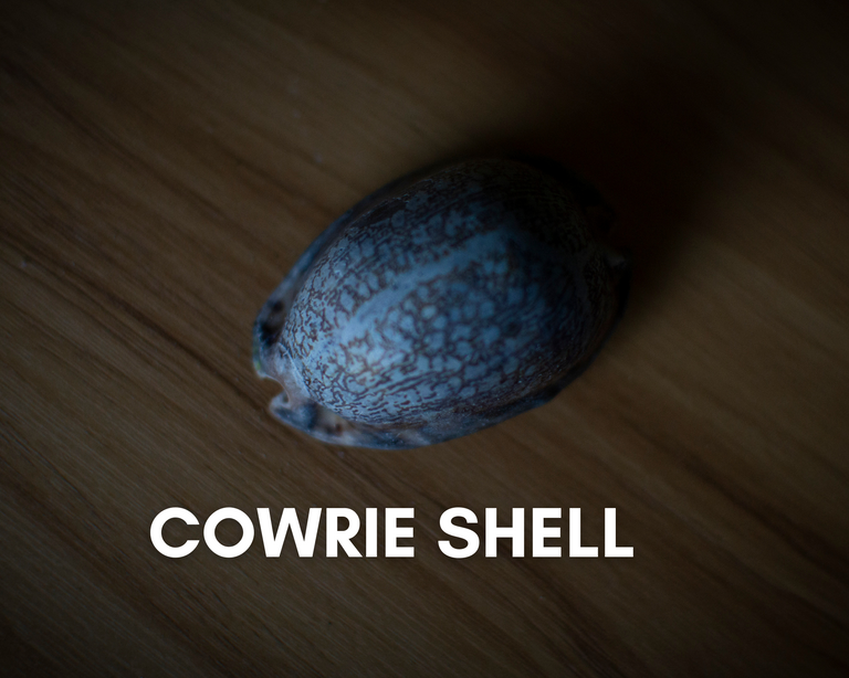 Cowrie shell.png