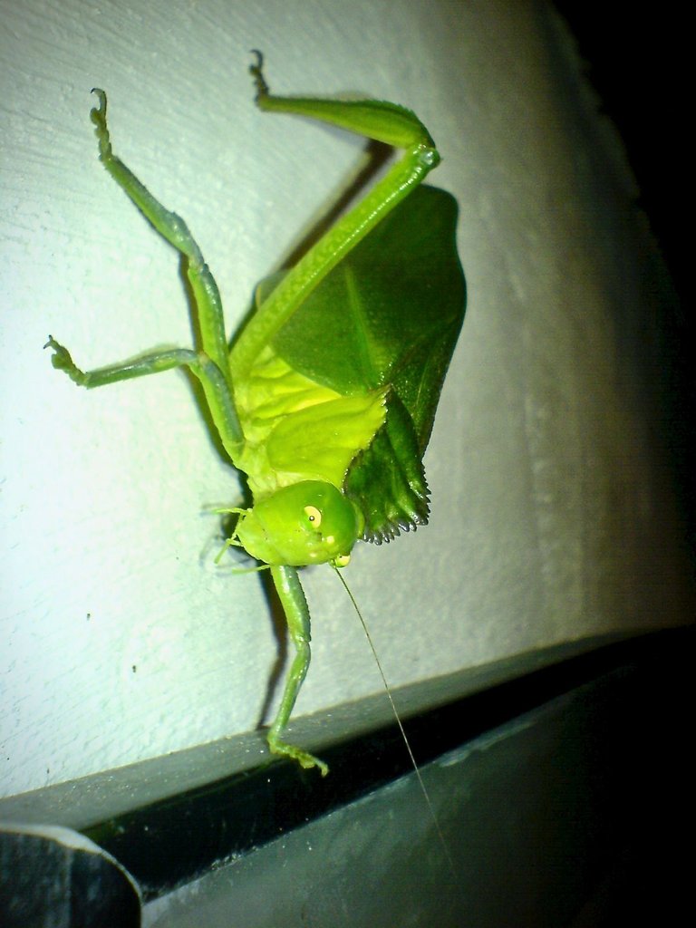 A huge katydid!