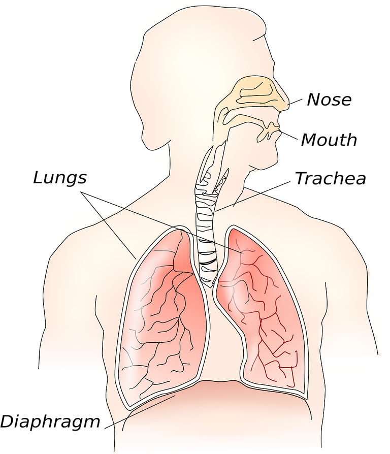 anatomy-g927c56232_1280.png