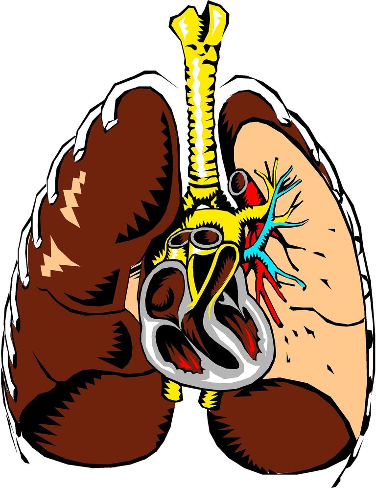 lungs-g72f3fb7ca_1920.jpg