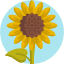 girasol.png