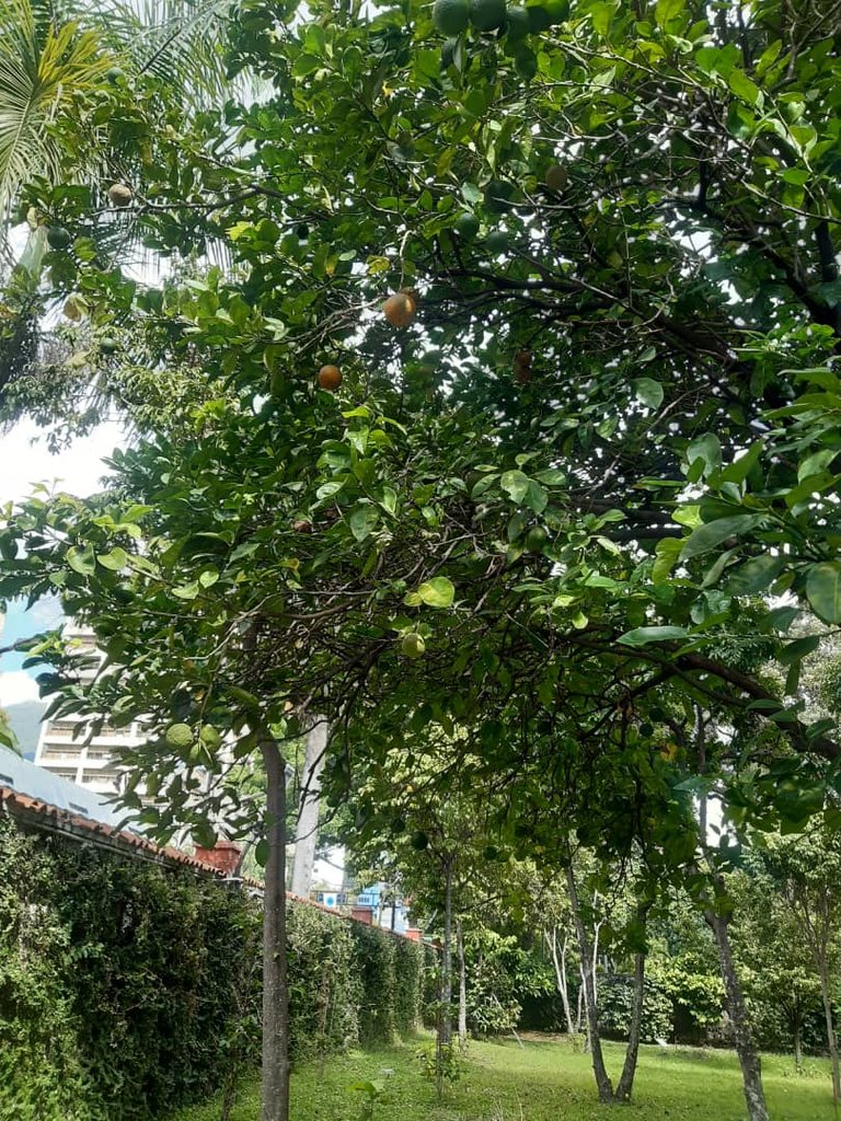 FOTO 7.jpg