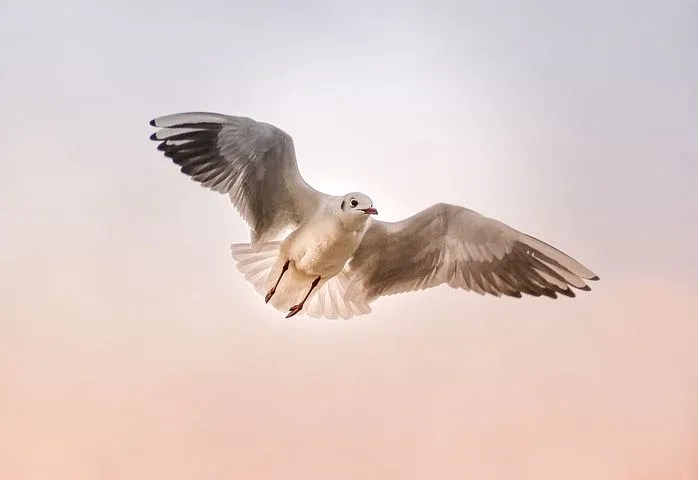 seagull-3465550__480.webp