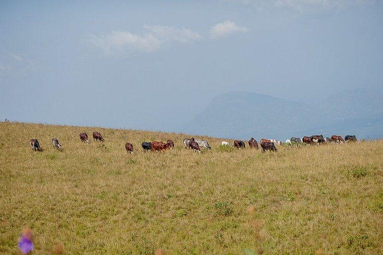 Cattles_at_Obudu_Mountain_resort,_Cross_river_state3.jpg