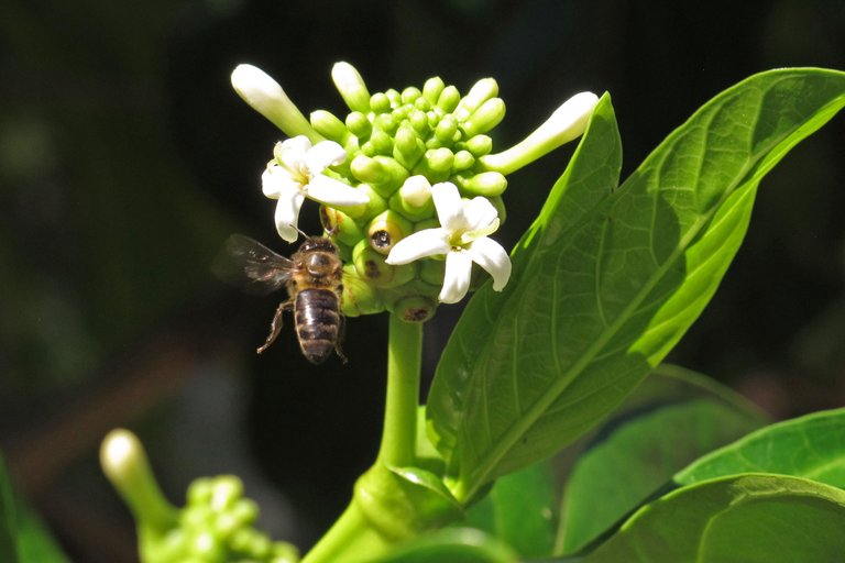 Abeille en approche verticale - Photo AJ.jpg