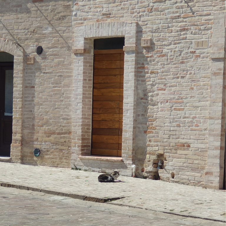 Gattino 1 (2) (1).png