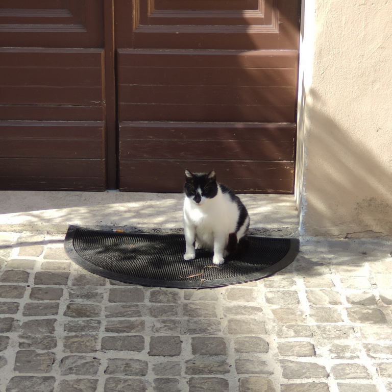 Gattino 2 (1).png