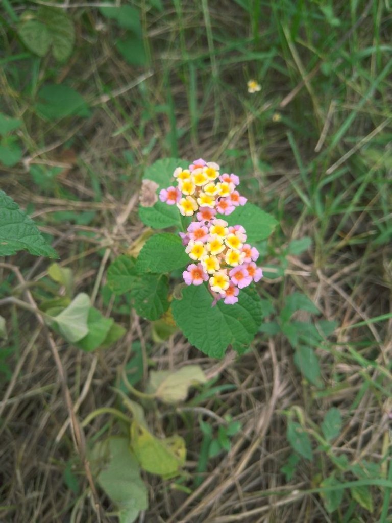 IMG_20250409_131528_907.jpg
