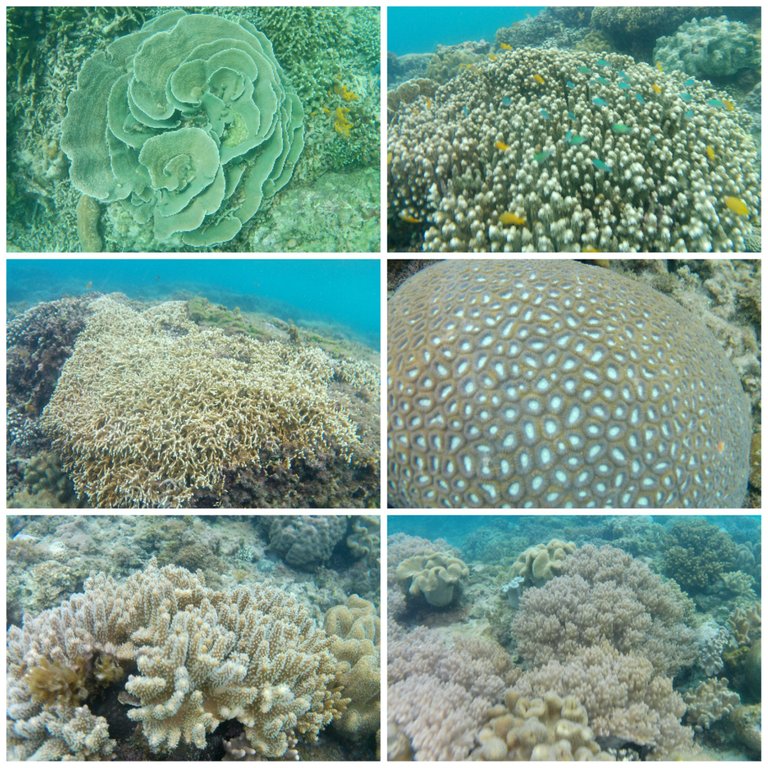 Collage_20230206_134625.jpg