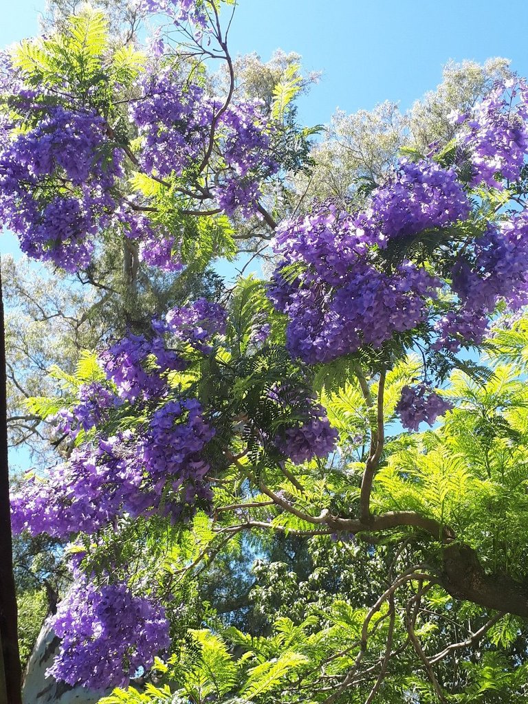 pobphotocontest –  arboles - jacaranda (1).jpg