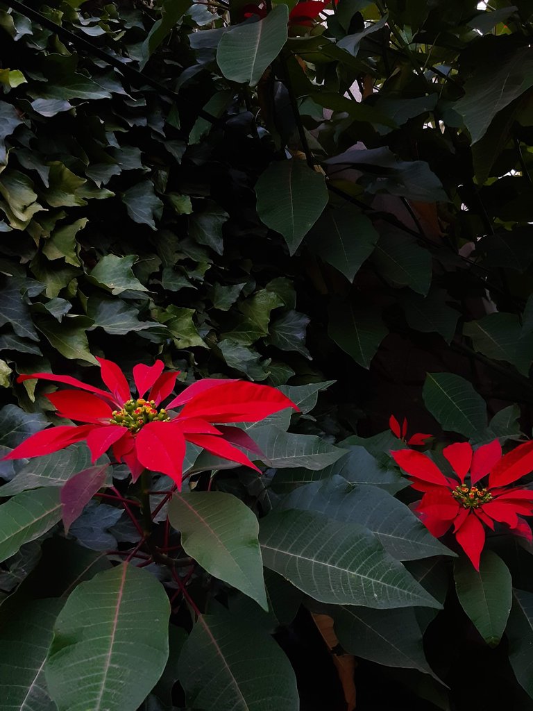 flores rojas.jpg
