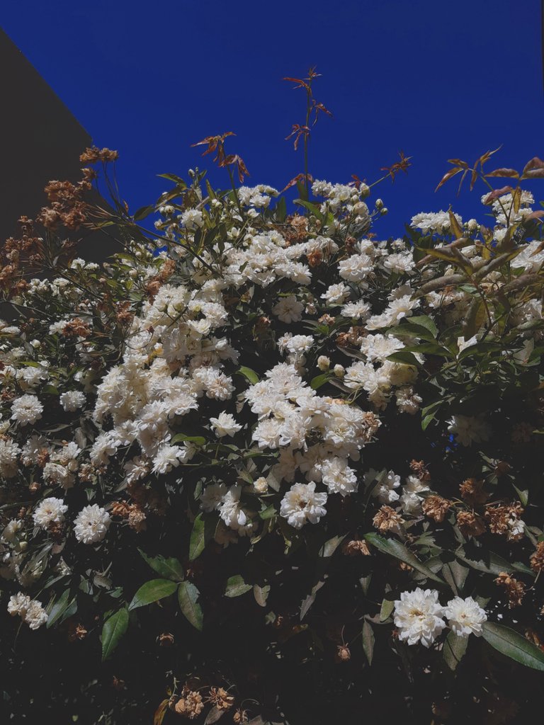 flores blancas.jpg