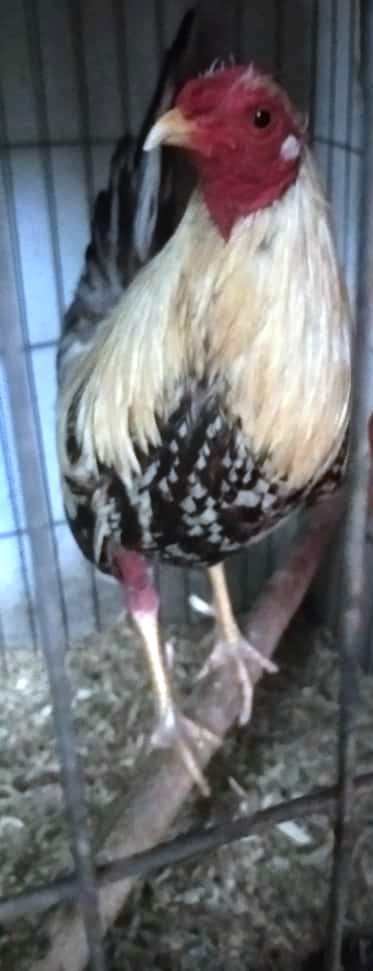 gallo pequeño.jpg