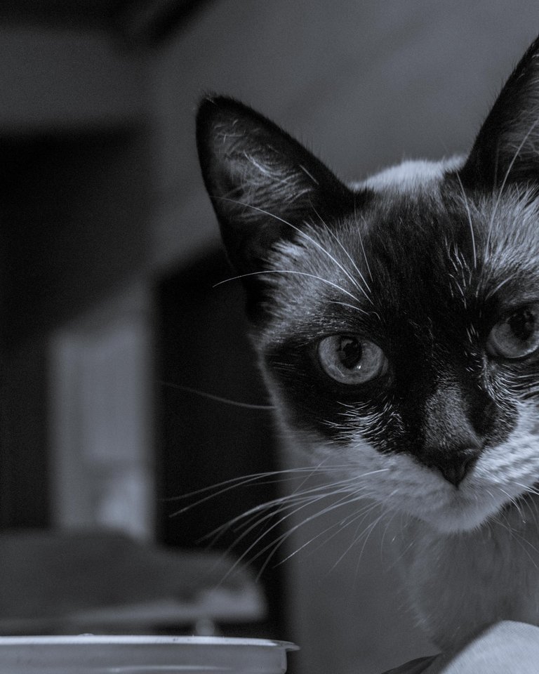 Yuumi B&W-10.jpg