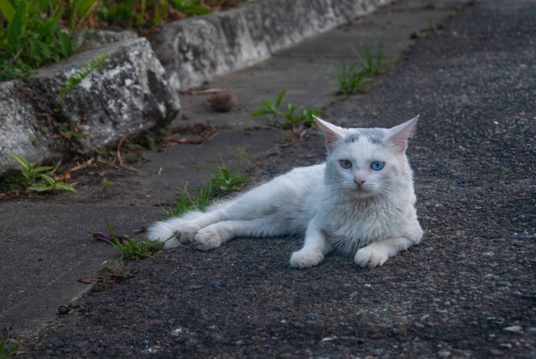 Gatito blanco-17.jpg