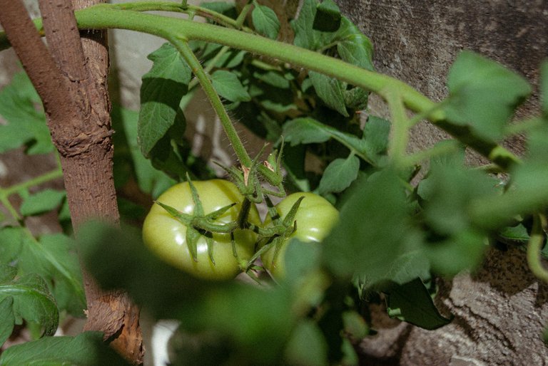 Tomate_Color-5.jpg