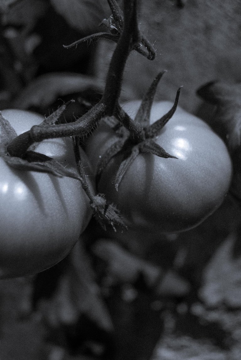 Tomate_B&W-3.jpg