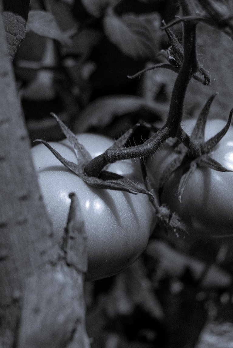 Tomate_B&W-2.jpg