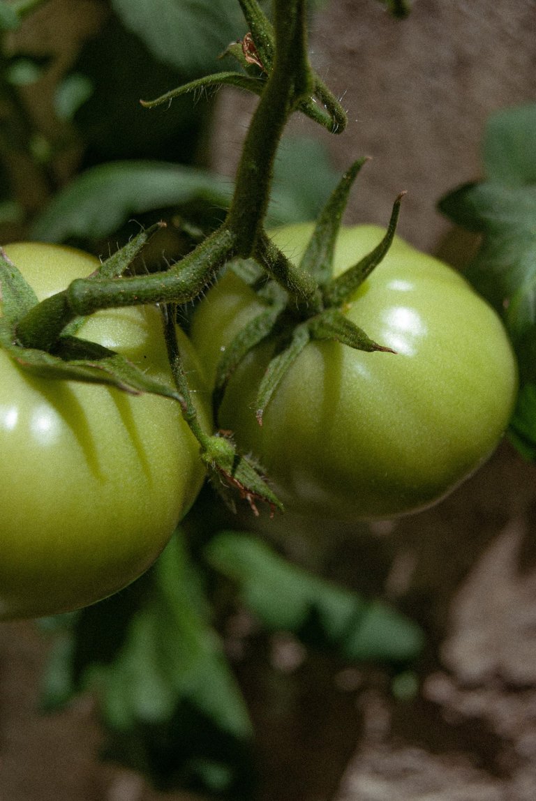 Tomate_Color-3.jpg