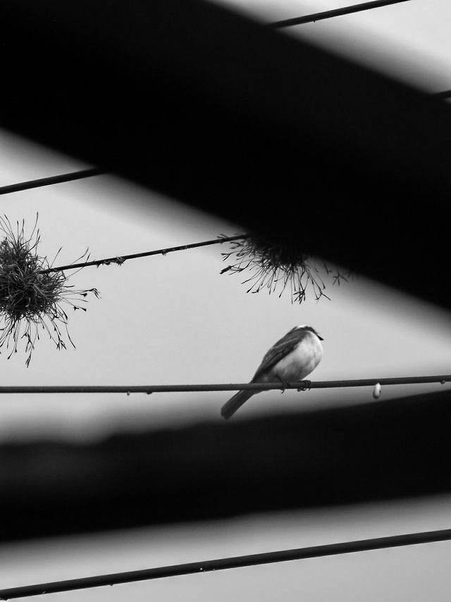 birds - B&W-3.jpg