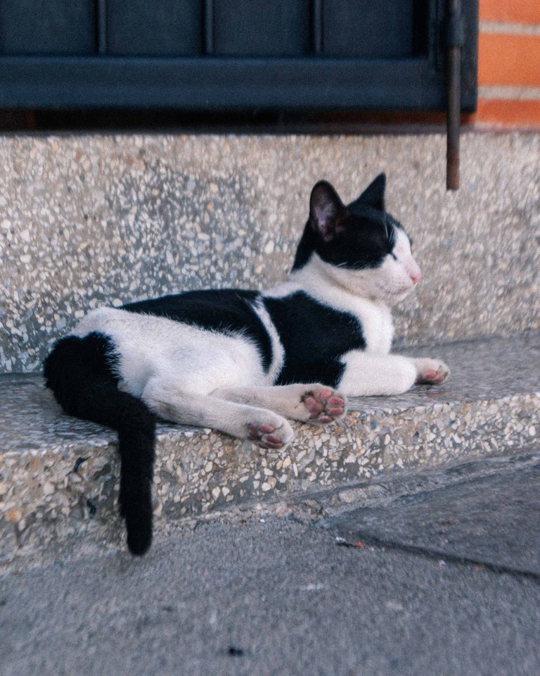 Catsitonew-2.jpg