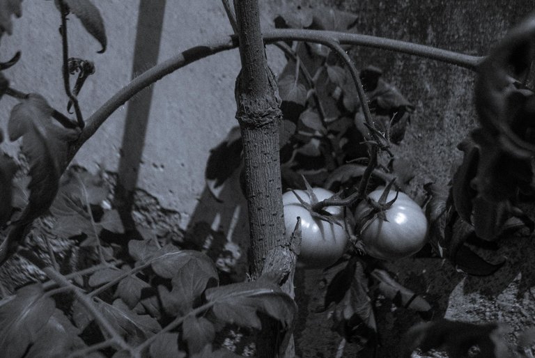 Tomate_B&W-4.jpg