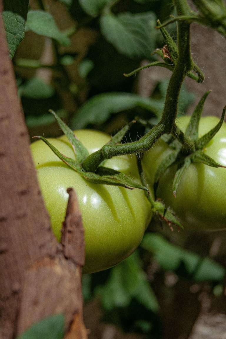 Tomate_Color-2.jpg