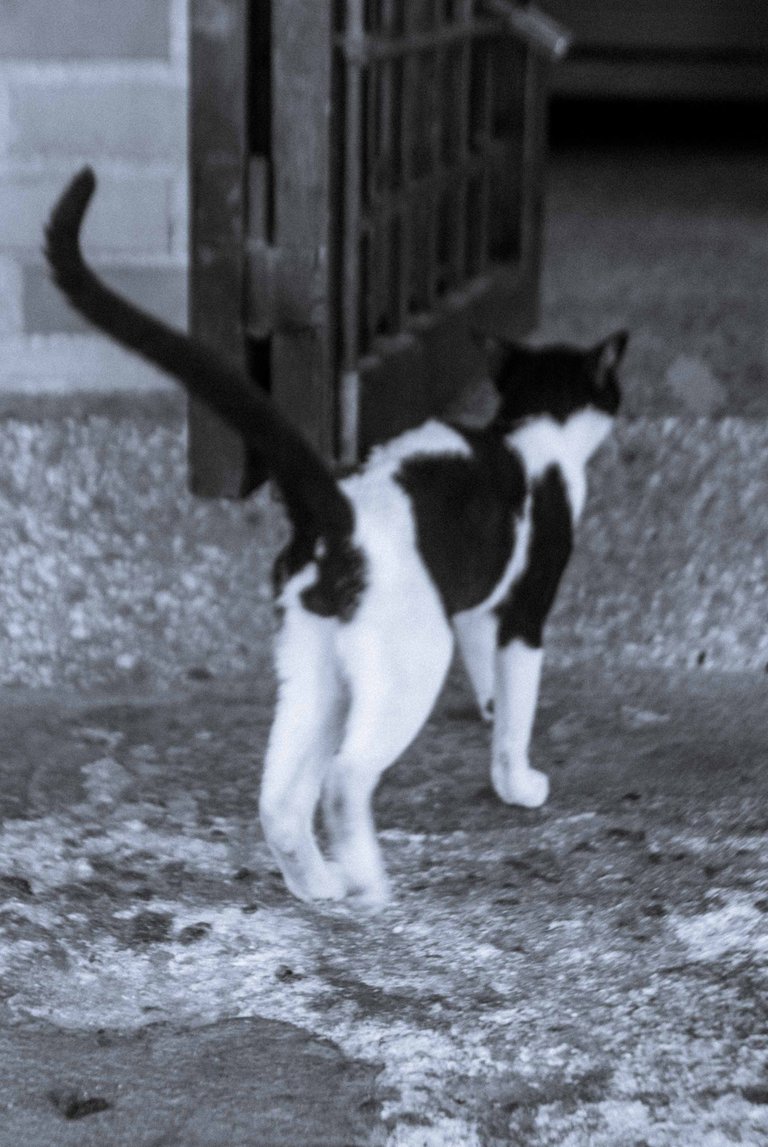 Catsitonew-6.jpg