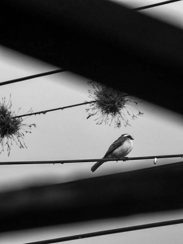 birds - B&W-4.jpg