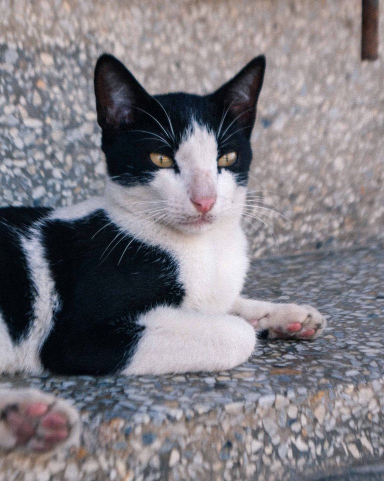 Catsitonew-3.jpg