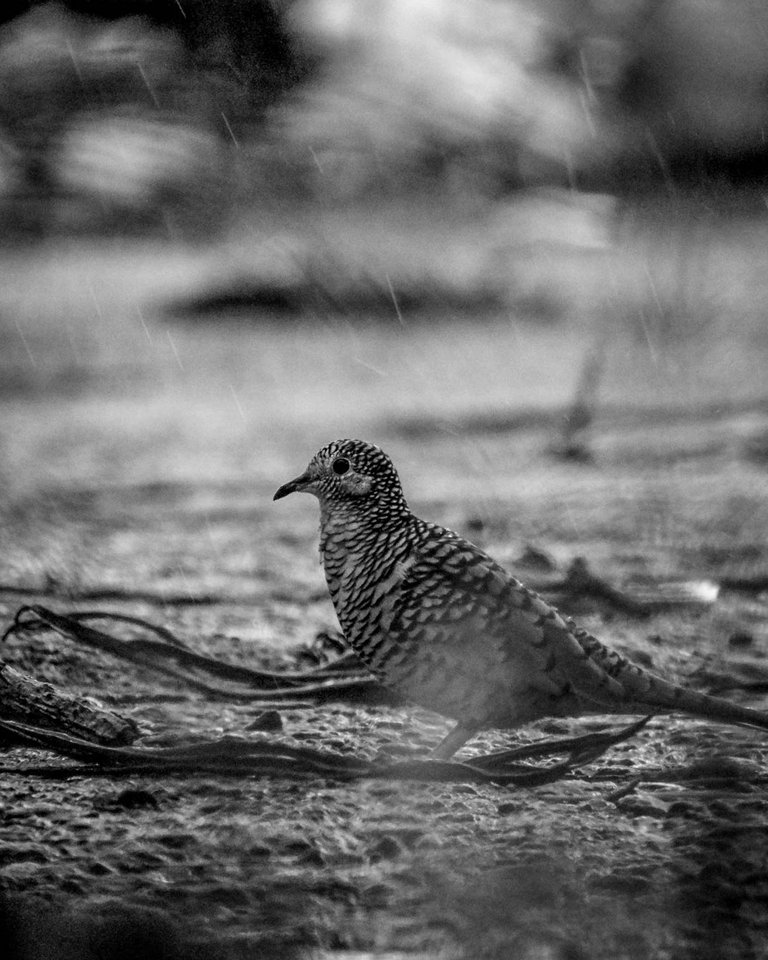 Bird - B&W-6.jpg