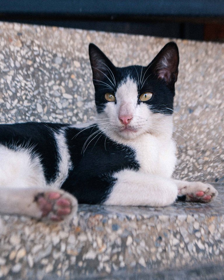 Catsitonew-4.jpg