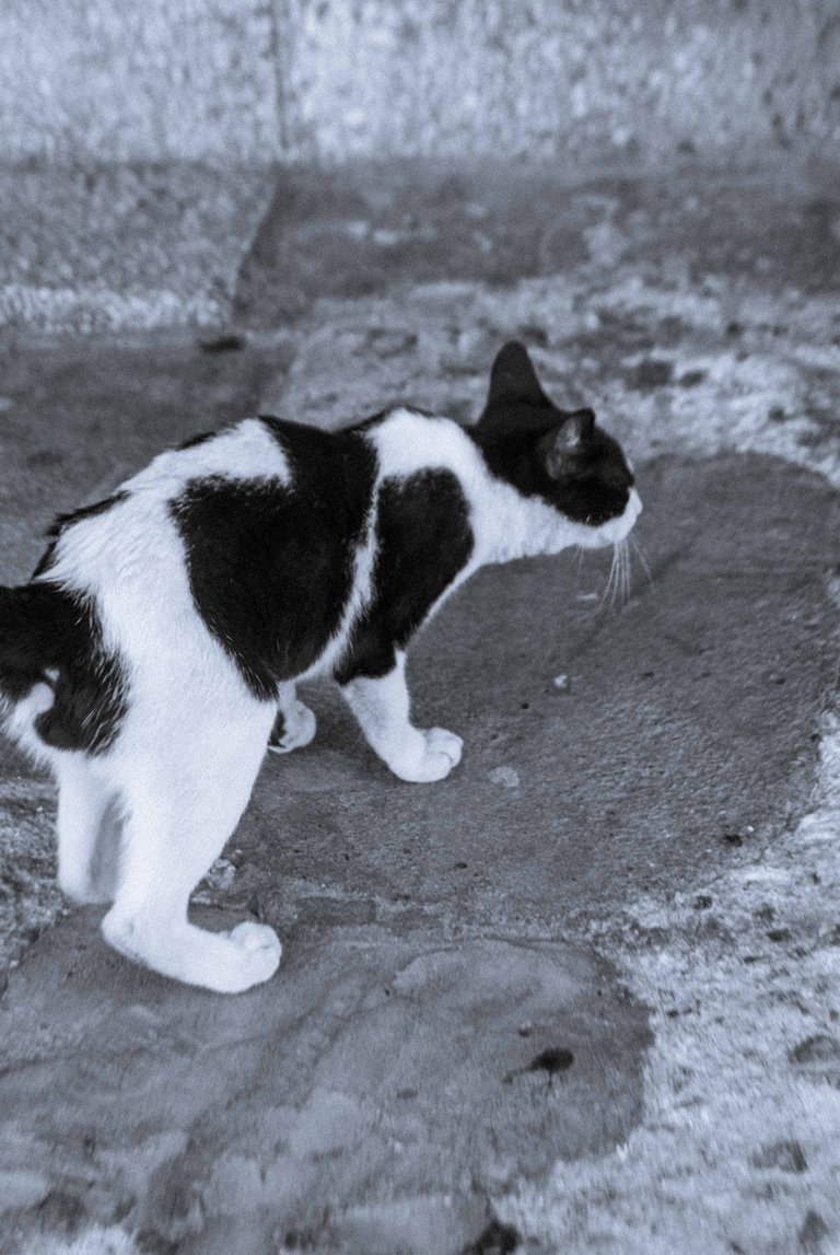 Catsitonew-5.jpg