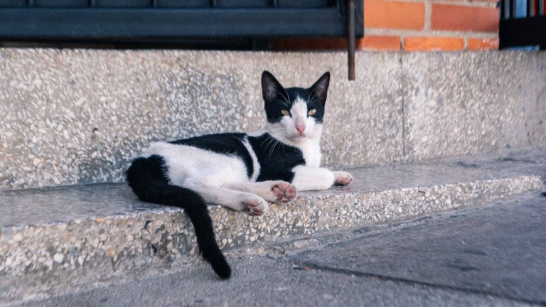 Catsitonew-1.jpg