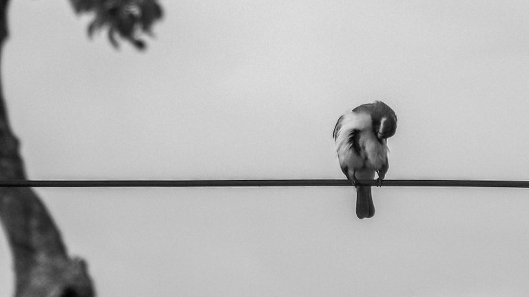 birds - B&W-10.jpg