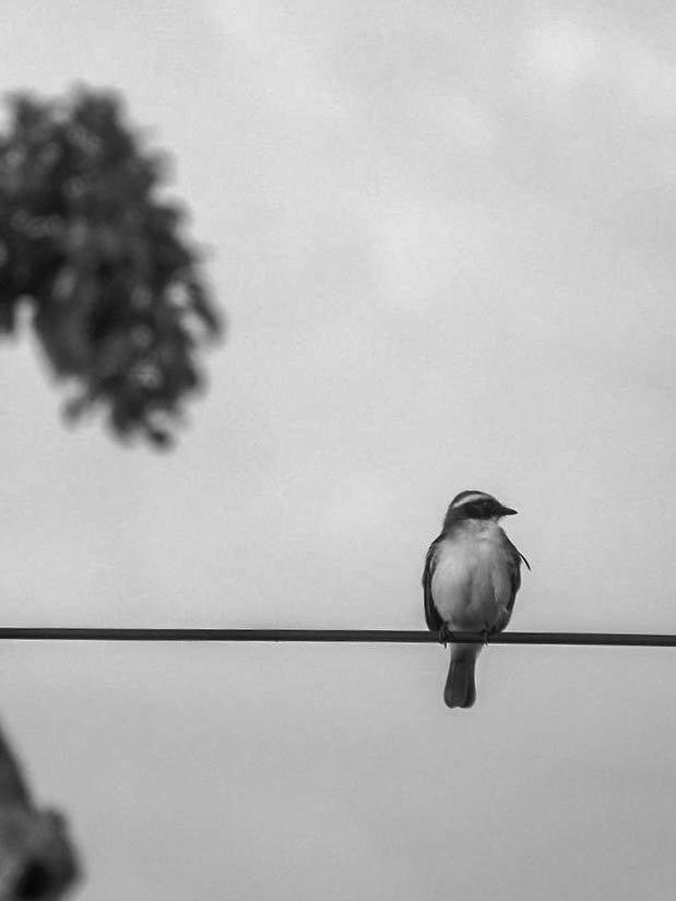 birds - B&W-5.jpg