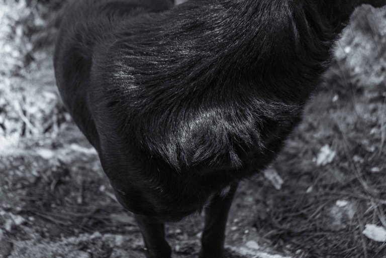 Black dog-9.jpg