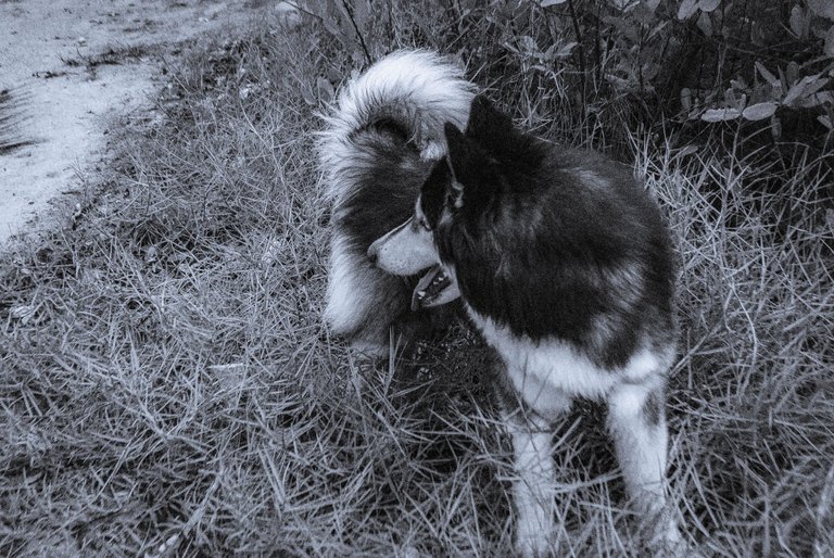 Voli_Playa_B&W-2.jpg
