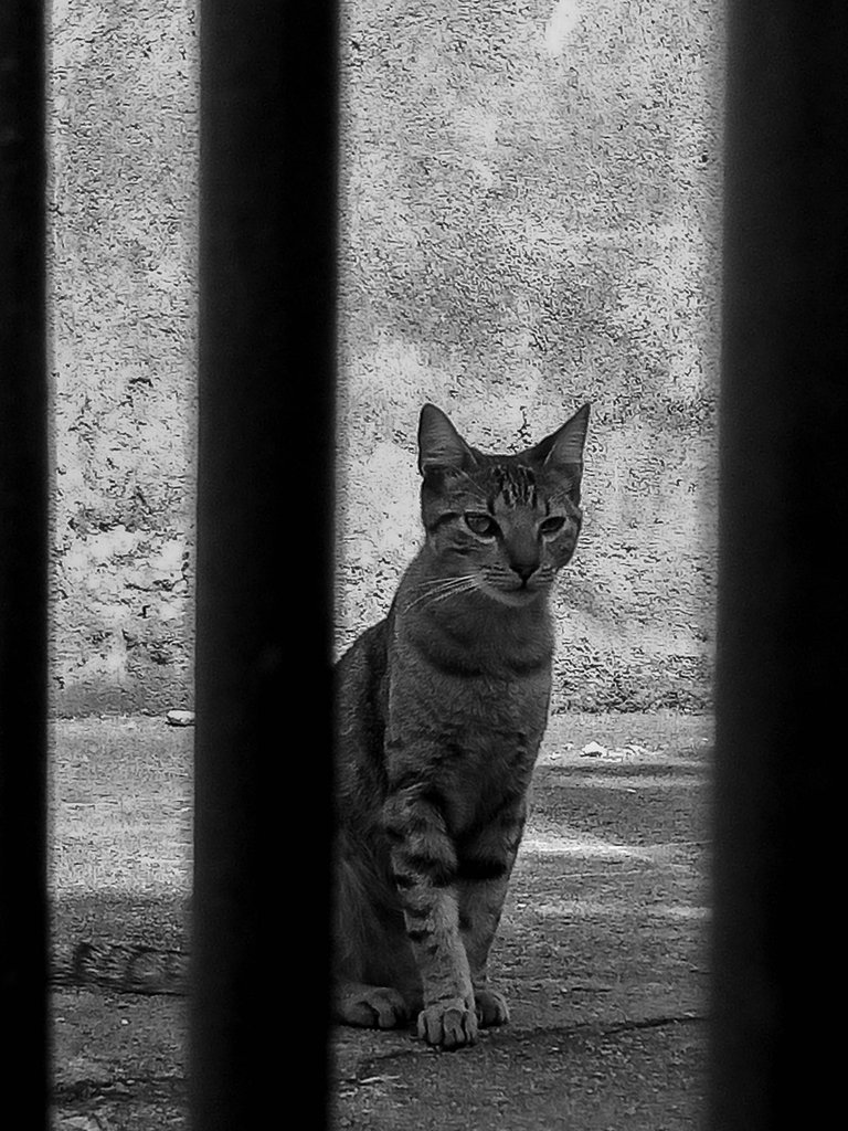 catsitos-8.jpg