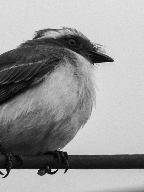 birds - B&W-1.jpg