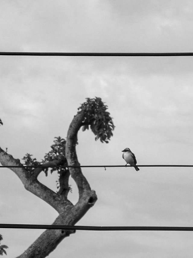 birds - B&W-6.jpg