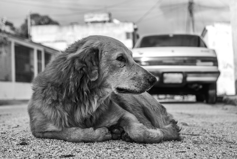 Dogs - B&W-17.jpg