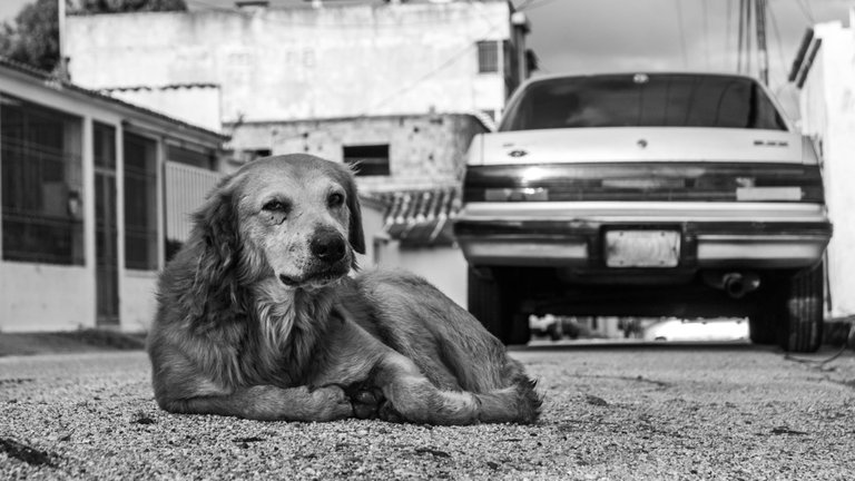 Dogs - B&W-16.jpg