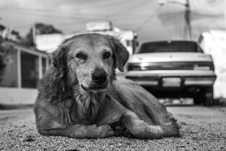 Dogs - B&W-18.jpg