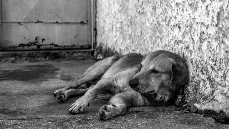 Dogs - B&W-6.jpg