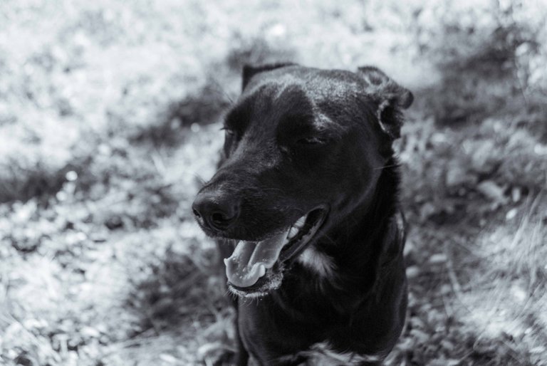 Black dog-5.jpg