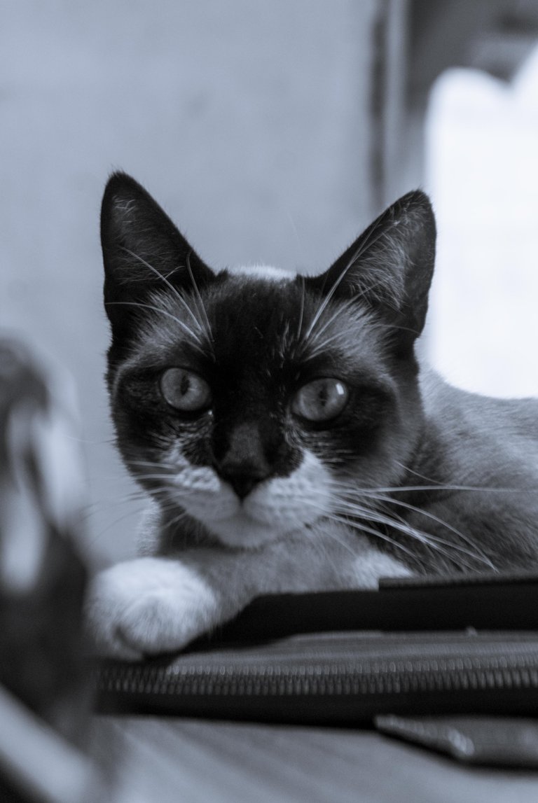 Yuumi B&W-6.jpg