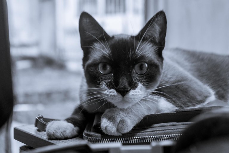 Yuumi B&W-1.jpg